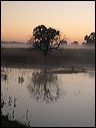 [Morgennebel im Pantanal]